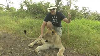 Прогулка со львами в Зимбабве.