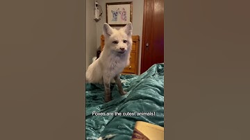 Try Not to Fall in Love with Foxes Challenge 🦊🤣#fox #funny #fyp #pets  #foxes #animals #cute