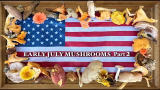 EARLY JULY MUSHROOMS Part 2: Mushroom Hunting in Southern Indiana