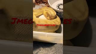 Egg pulling from female ball python #2023 Net Worth