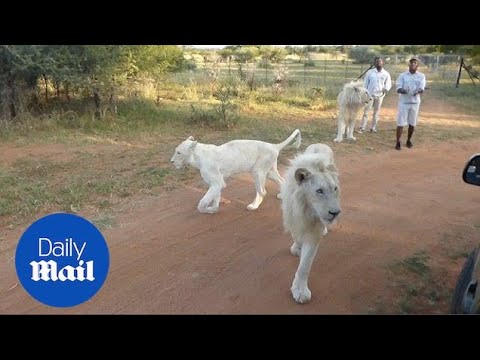 lion jumps on safari truck