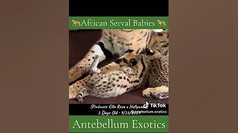 Watch the video about African Serval Kittens