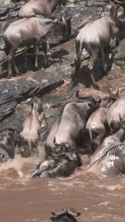 Millions of hooves churn crocodile-infested waters in nature’s ultimate gamble.