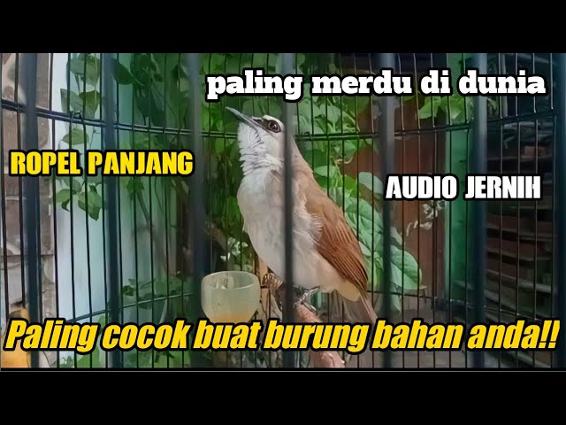 Suara Burung TRUKCUKAN gacor ROPEL PANJANG sekali putas pasti langsung di tiru di jamin audio jernih class=