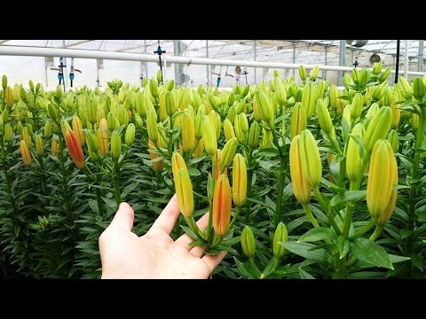 Video Vườn HOA LIlY TẾT 2023 giao sỉ với giá rẻ - 0971 291... - youtube