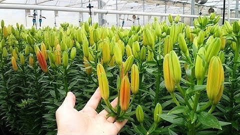 Vườn HOA LIlY TẾT 2023 giao sỉ với giá rẻ - 0971 291 791