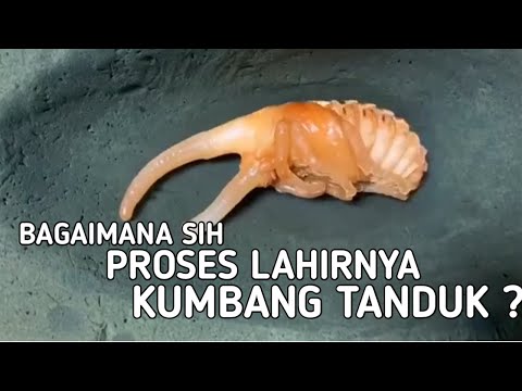 Kumbang tanduk || Proses metamorfosis  kumbang tanduk dari telur sampai dewasa😱🤠