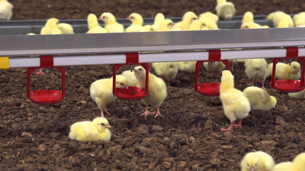 Vuoden broilerituottajien panostus olosuhteisiin näkyy kasvatustuloksissa