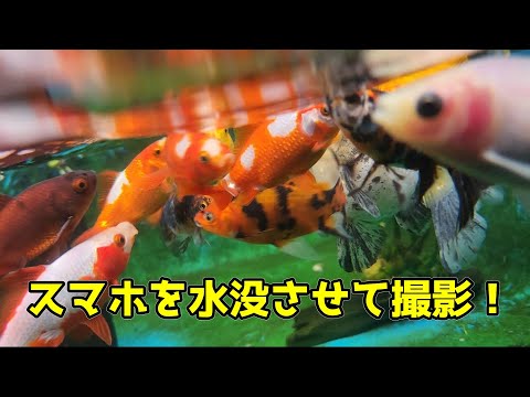 超 激レア ゆらゆら 金魚草 スマホダイブ撮影】プラ舟の金魚が泳ぐ様子を見る。更紗和金