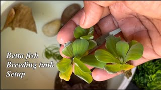 Betta fish breeding tank setup | Fighter fish breeding tank setup