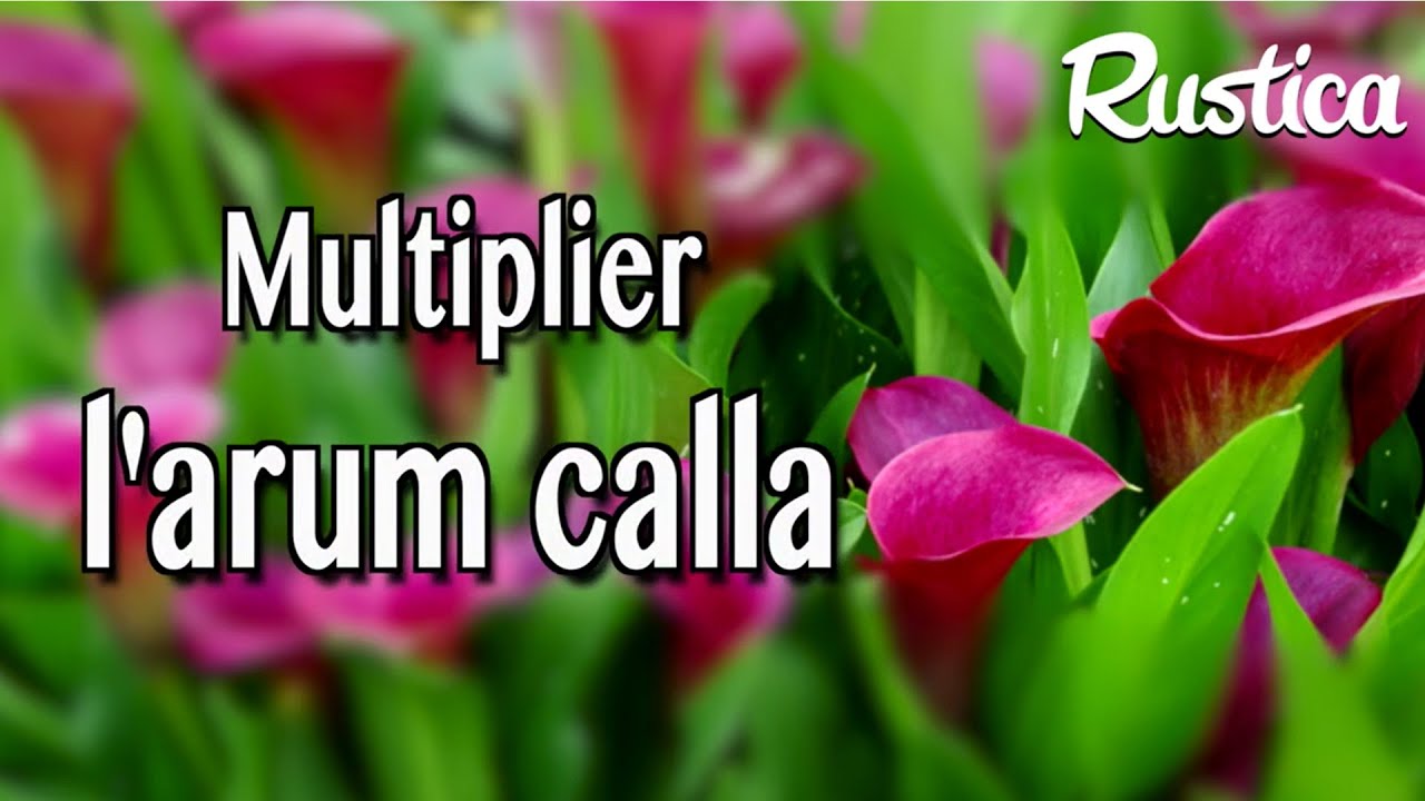 Multiplier larum Calla