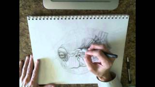 Time Lapse Pencil Drawing of Turtle