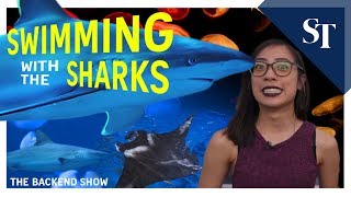 Resorts World Sentosa's SEA Aquarium Tour | The Backend Show | ST