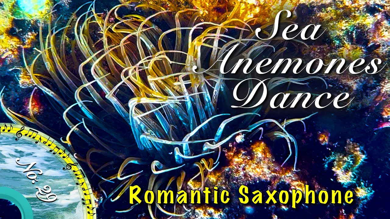 Актиньи танцуют — золотой саксофон | Музыка для медитации и вдохновения