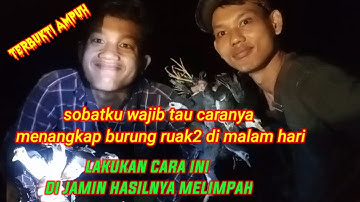 cara mudah menangkap burung ruak ruak malam hari terbaru