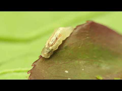 Hover fly larvae