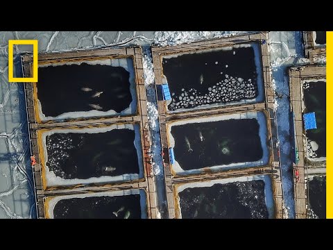 Nearly 100 Captive Orcas and Belugas at Risk of Drowning, Freezing to Death | National Geographic