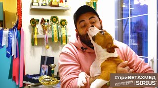 видео: Секреты породы. Как вырастить амстаффа // #ПриВЕТАхмед картинка: Секреты породы. Как вырастить амстаффа // #ПриВЕТАхмед