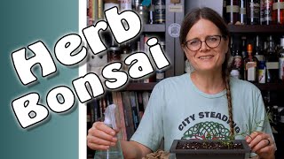 Herb Bonsai - Rosemary