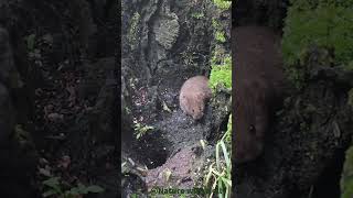 This vole has made a home in the tree stump  #wildlifephotoghraphy #wildlifephotograph #nature