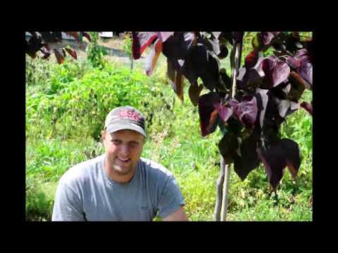 Video: Forest Pansy Redbud Inligting: Wat is Forest Pansy Trees