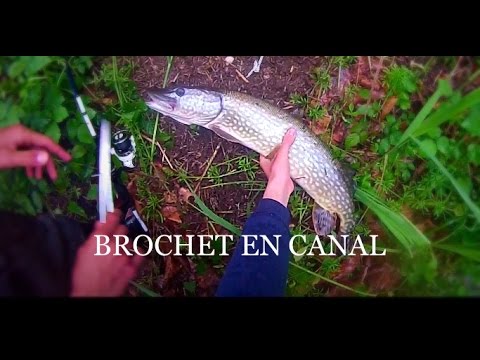 La pêche au printemps le carassin la carpe