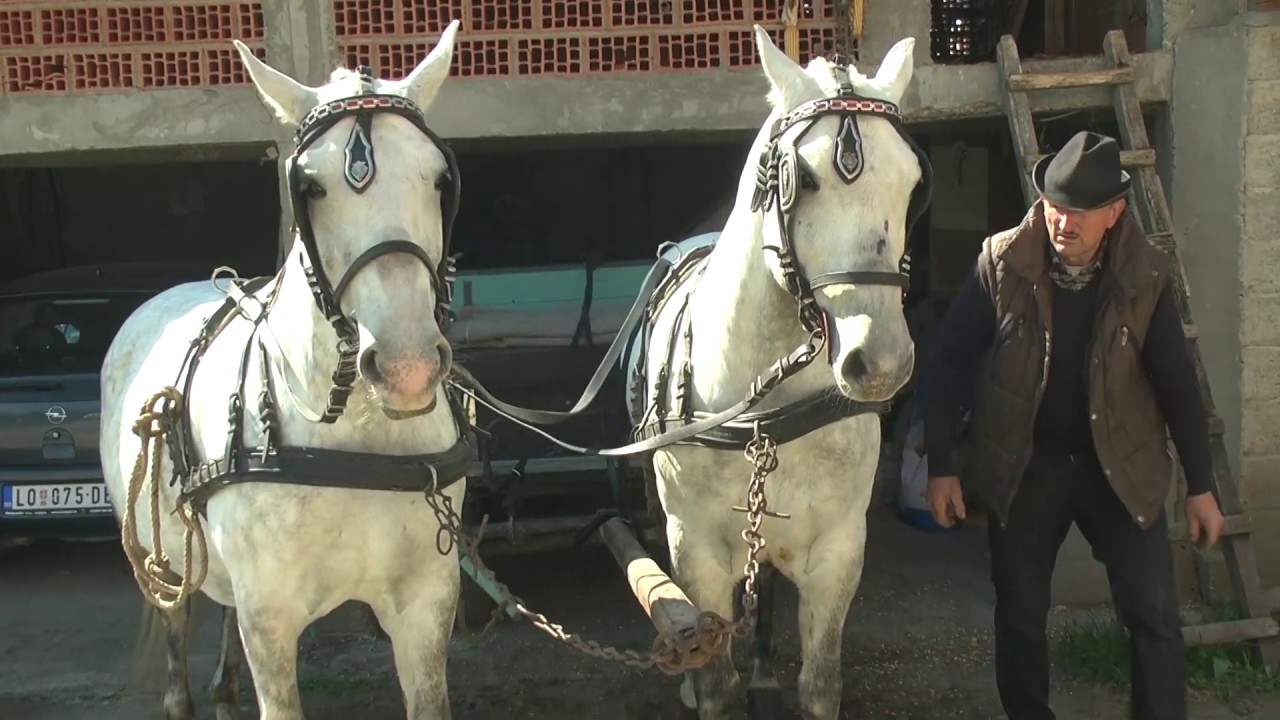 Konji lipicaneri na prodaju - Obicaji Radjevine