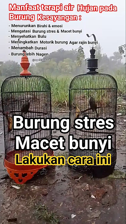 manfaat terapi air hujan buat burung . #trucukan #perawatan #burung #macetbunyi #terapi