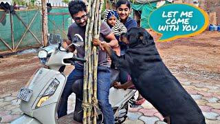 Jerry needs his food back |Rottweiler dog | funny dog videos |