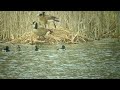 Ring-necked ducks performing for bored Geese