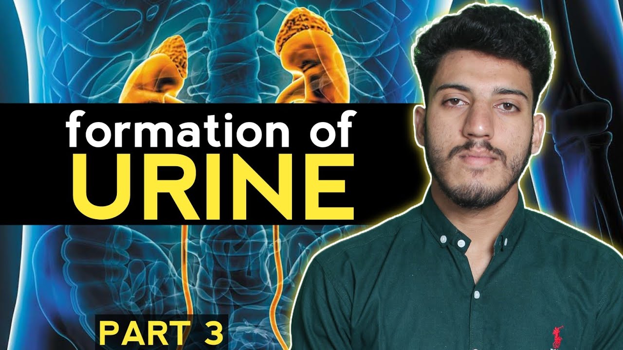 How Urine forming in our body explained in pashto