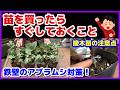 【初めてでもわかる】苗を買ったらすぐしておくこと/本気のアブラムシ対策/購入苗の品種紹介・管理方法/野菜による鉢増しのやり方の違い/接木苗とは?大事な注意点とその理由/種なしスイカの注意点/初心者向け