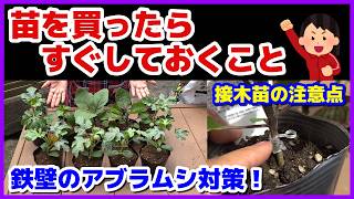 【初めてでもわかる】苗を買ったらすぐしておくこと／本気のアブラムシ対策／購入苗の品種紹介・管理方法／野菜による鉢増しのやり方の違い／接木苗とは？大事な注意点とその理由／種なしスイカの注意点／初心者向け