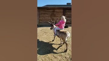 Reindeer rider