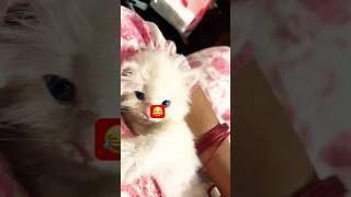 My kitu #shortsfeed #petshub #funny #cat #pets #kittenlove #kitty