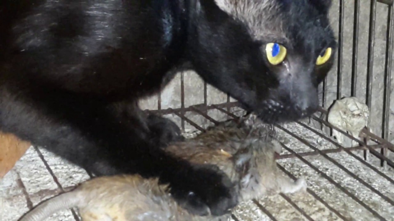 Cats Catch Rats YouTube cats-catch-rats-youtube