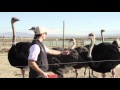 American Ostrich Farms Kickstarter Campaign (Full video)