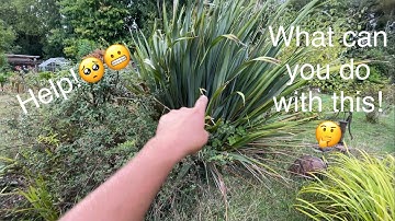 Help!😲What to do with this crazy shrub! How to prune and tidy a Phormium ( Newzealand flax)😀👍