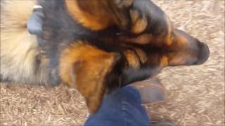 Dog Reactive German Shepherd, Cesar!  Dog Training in Charlottesville Virginia