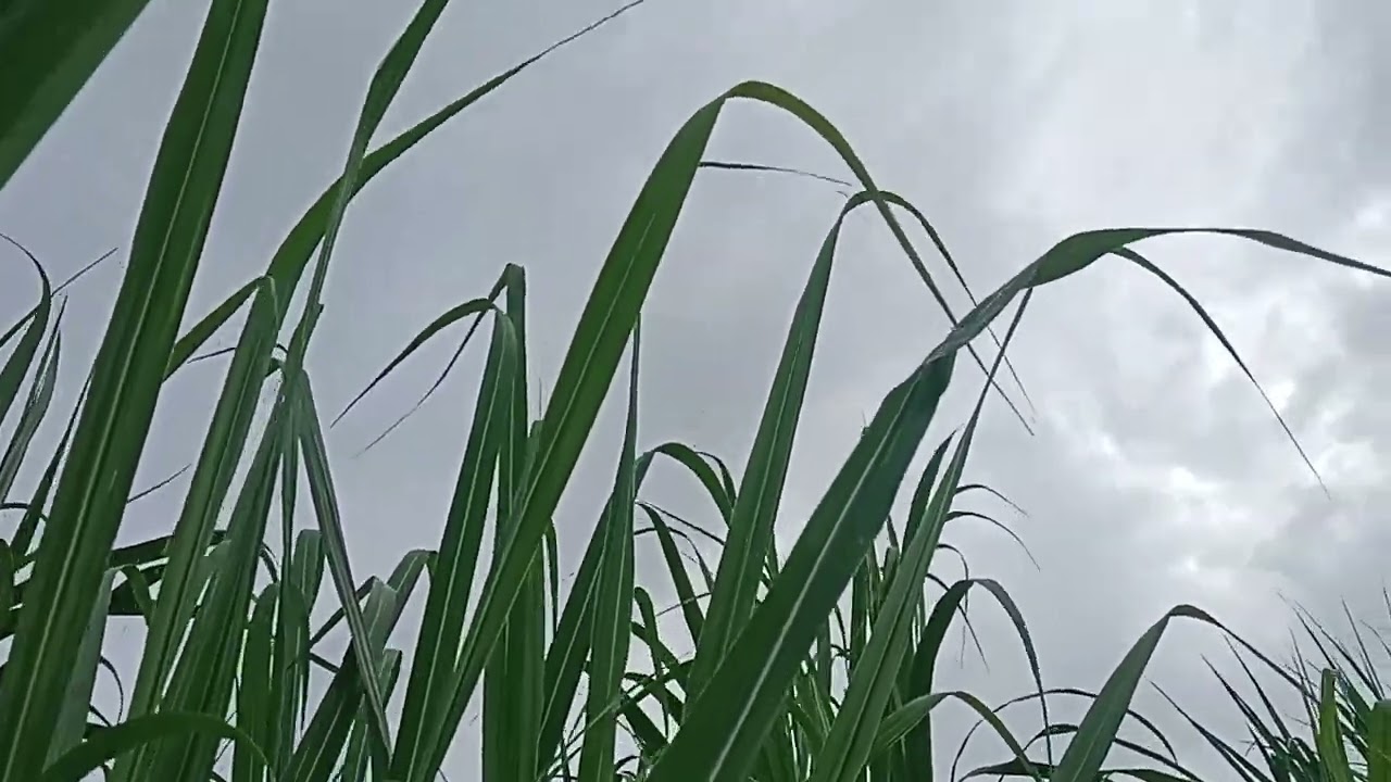 อยู่ดิน กินดี