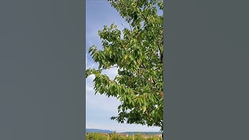 #surat Az-Zukhruf سورة الزخرف#