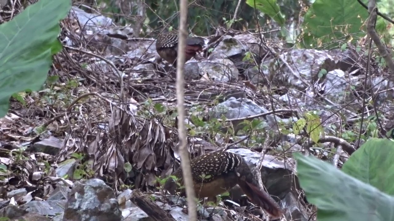 藍腹鷴(雌)1150217谷關