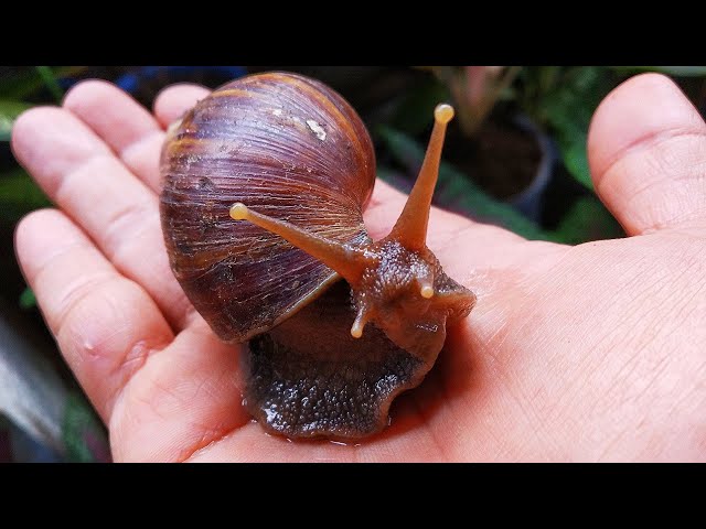 HUNTING SNAILS! Hunting Snail Snail, Tiger Snail and Crab [Snail Snail u0026 Hermit crab] class=