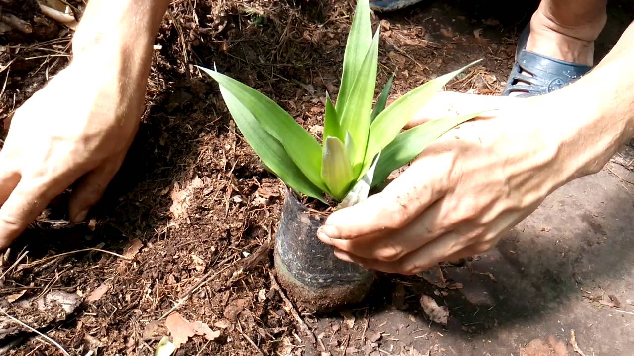 Высаживаем ратуны ананаса.