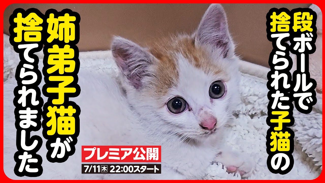【子猫 保護】次から次へと子猫が捨てられます...
