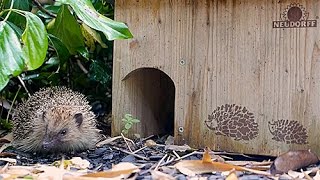 Comment savoir si un hérisson vit au jardin ? - Promesse de Fleurs