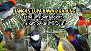 suara pikat burcil anti zonk 2024