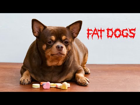 The &#039;Pictures Of Fat Dogs&#039; Metal Song