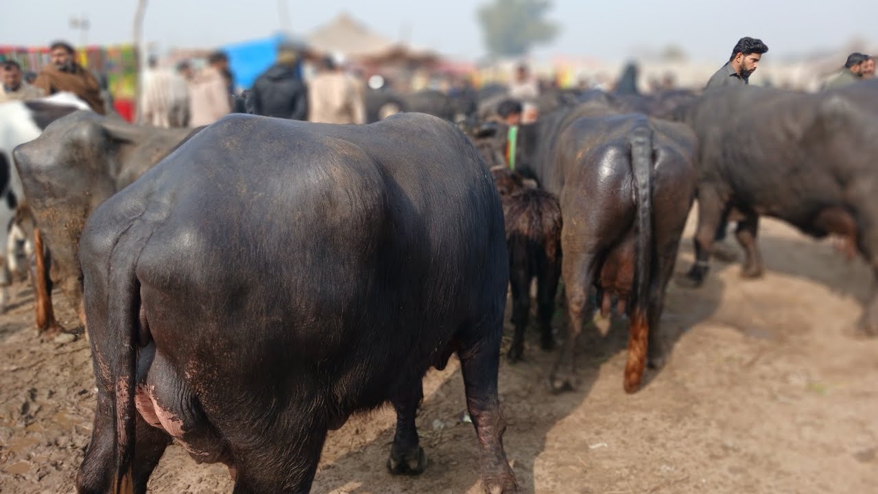 Gujarat  Mandi bafalo video in Panjabi