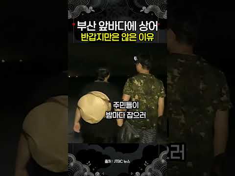 부산엔 상어, 제주엔 청색꽃게｜한반도 바다가 갈아타고 있다 | 우리나라 해역 수온, 지구 평균의 2배 thumbnail